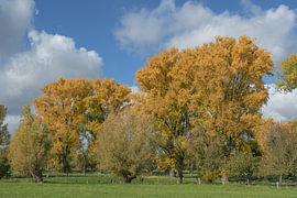 the Urdenbacher Kämpe nature reserve in autumn, situated in the Rhine floodplains near Düsseldorf-Urdenbach, North Rhine-Westphalia, Germany by Peter Eckert