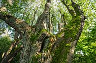 Tree trunk of an old lime tree by Holger Spieker thumbnail