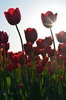Rode Tulpen