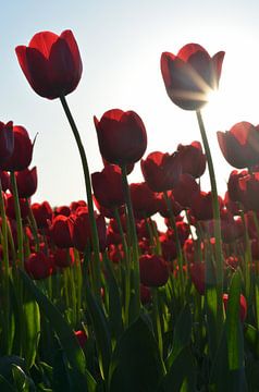 Rode Tulpen van Tanja Huizinga Photography