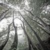 Mystieke bomen van Jacqueline Lemmens