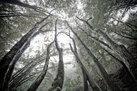 Mystical trees