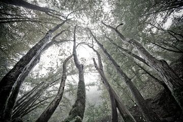 Mystische Bäume