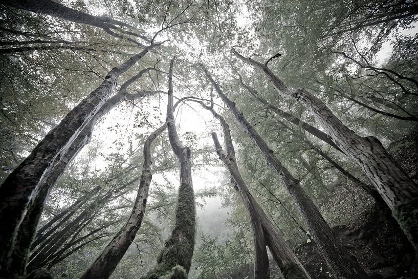 Mystical trees by Jacqueline Lemmens