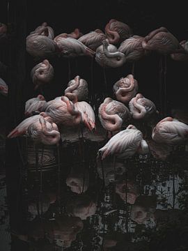 Flamingo Dream van Tessa Koedam