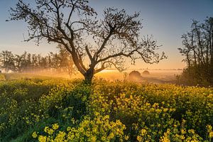 Nebliger Sonnenaufgang auf einem Rübenfeld von Jeroen de Jongh