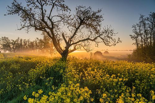 Foggy sunrise at a rapeseed field