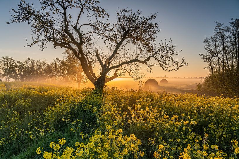 Lever de soleil brumeux dans un champ de navets par Jeroen de Jongh Photographie