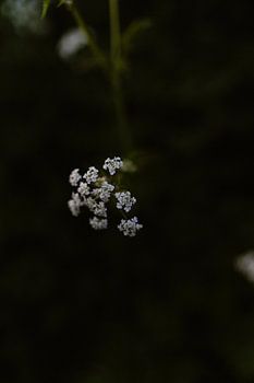 Weiße Blüte in der Dunkelheit