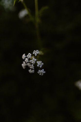 Witte bloesem in het donker