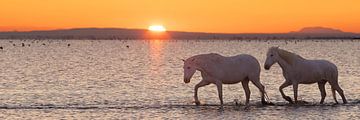 Romantische paarden in de zee (Camargue)