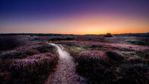 Pad door de heidevelden