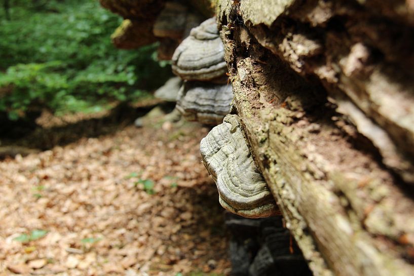 natuur bos par hans nagtegaal