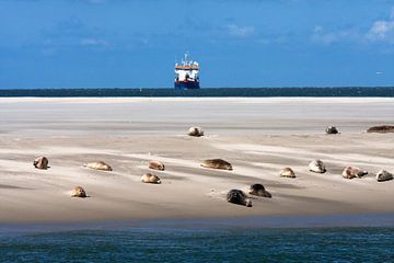 Sandbank with seals on the mudflats by Dennis Wierenga