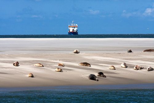 Sandbank with seals on the mudflats