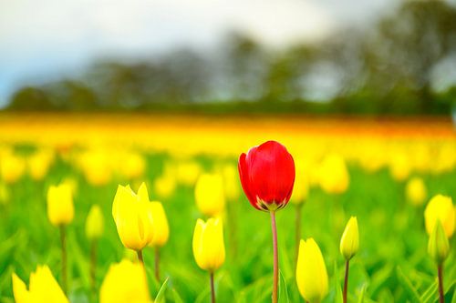 Bloeiende tulpen in een veld met één rode tulp die eruit springt