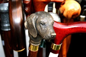 Wooden walking stick with brass brass dog's head by e-STER design
