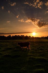 Highlander écossais avec un bord doré pendant le coucher du soleil