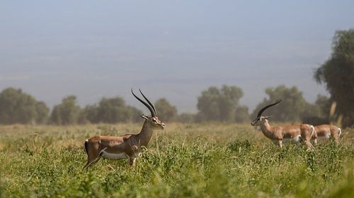 Kenia | White Mountain Movement 9