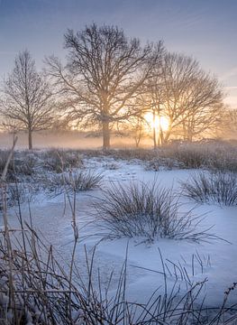 Splendeur du matin doré : lever de soleil sur Wijfelterbroek, Kempen-Broek, Limbourg sur Peschen Photography