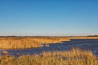 Natuurgebied, water en winter riet  par Bram van Broekhoven Aperçu