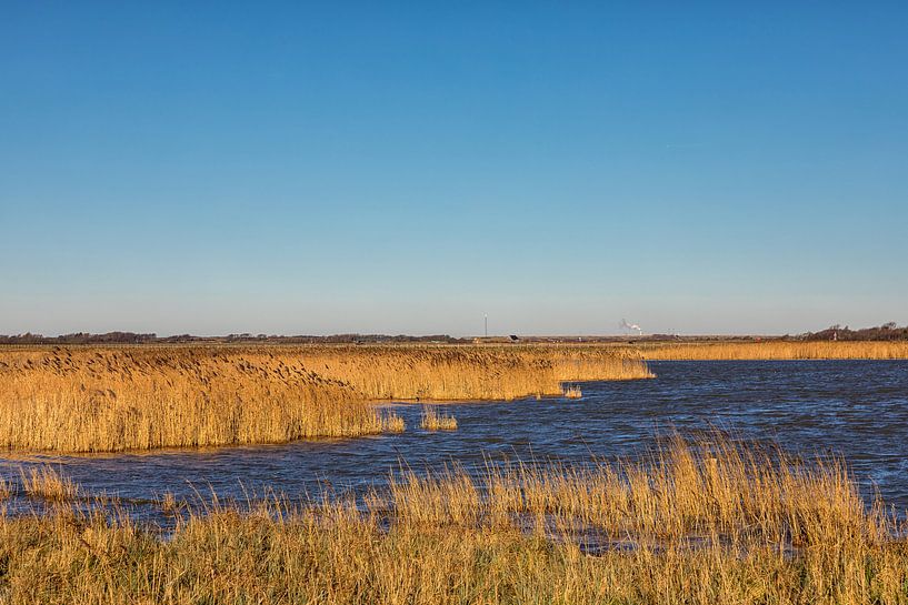 Natuurgebied, water en winter riet  par Bram van Broekhoven