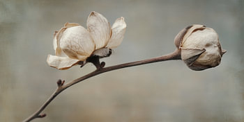 Open Beauty
