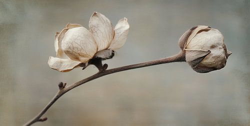 Open Beauty by Treechild