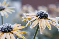 Touched by frost