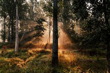 Zonsopgang in het Leeuwarder Bos van Nando Foto