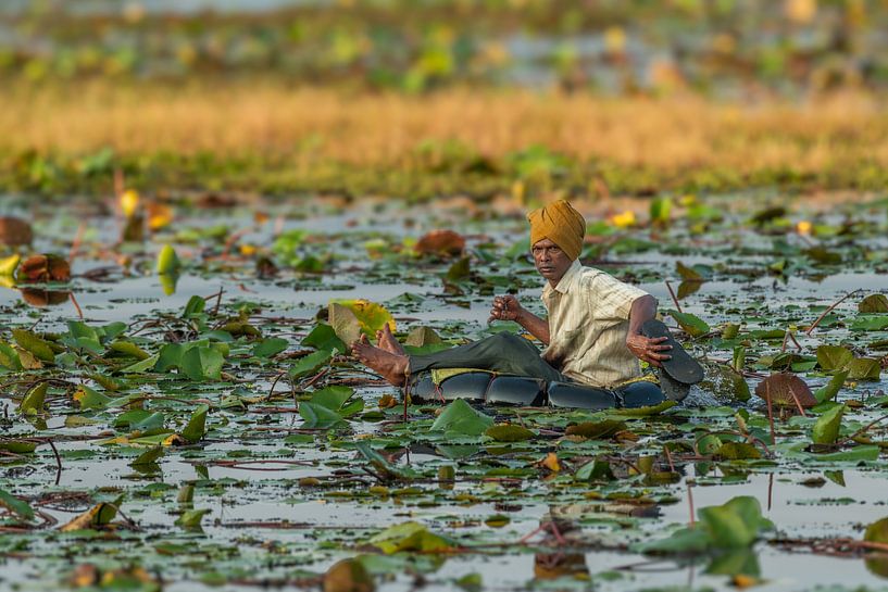 Lelieplukker in Wasgamuwa Nationaal Park van Lex van Doorn