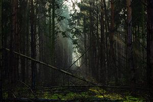 Mysteriöse Landschaft im Wald mit umgestürzten Bäumen