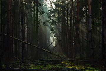 Mysteriöse Landschaft im Wald mit umgestürzten Bäumen von Discover Dutch Nature