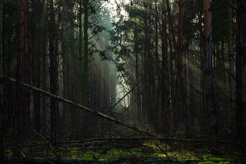 Mysterieus landschap in het bos met omgevallen bomen