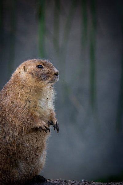 Prairiehondje by Kevin Vervoort