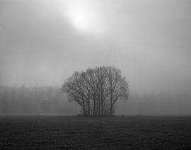 Ein einsamer Wald im Nebel von Marc-Jan