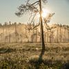 Sonnenaufgang in der Taiga von Sven Scraeyen