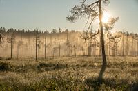 Lever de soleil dans la taïga