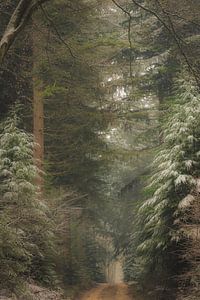 Pad door donkere dennenbomen in het Speulderbos in de winter van Sjoerd van der Wal Fotografie