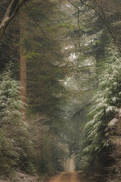 Path through dark pine trees in the Speulderbos forest in winter by Sjoerd van der Wal Photography