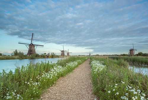 Moulins de kinderdijk fleurs.
