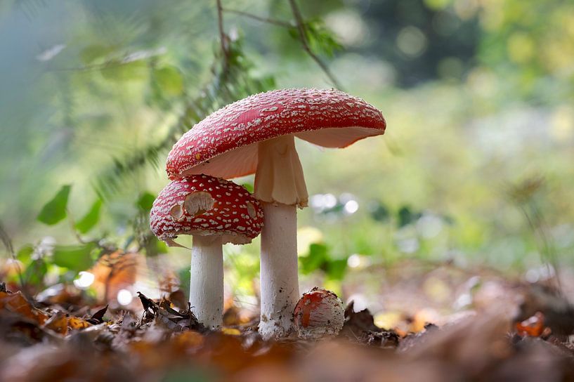 Familie Fliegenpilz von Jolanda Aalbers