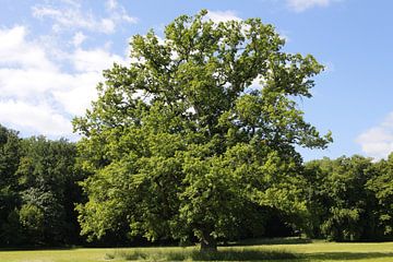 Vrijstaande boom in een weiland in de zomer