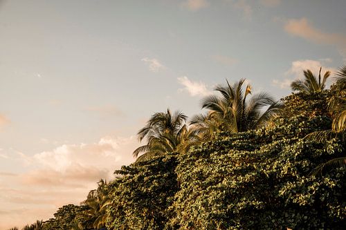 Tropisch Palmbomen in Gouden Avondlicht aan de Tropische Kust