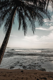 Palme an einem tropischen Strand mit Blick auf das Meer von Femke Ketelaar