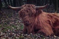 Schotse hooglander in het bos van Patrick Herzberg thumbnail