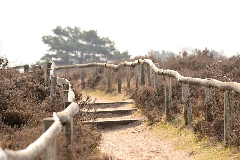 duinpad van Petra De Jonge