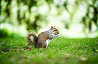 Eichhörnchen in Grün von Thijs van Beusekom Miniaturansicht