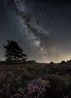 A night on the Veluwe