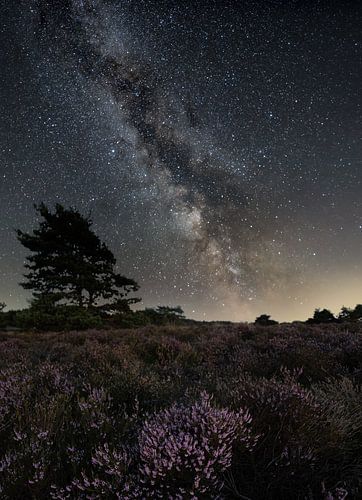 een nacht op de Veluwe